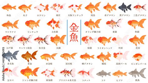 夜市金魚品種|【人気順】金魚の種類一覧｜画像と特徴をご紹介